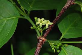 Image result for Rytigynia