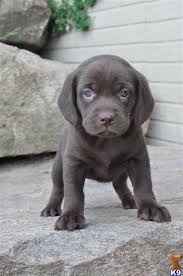 Beagle Lab Mix Puppy Black And White Lab Beagle Mix Beagle Puppy Cute Dogs Lab Mix Puppies