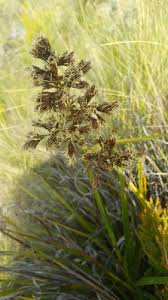 Image result for Costularia natalensis