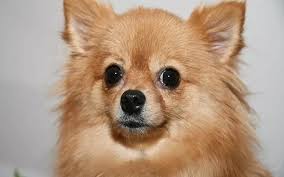Maybe you would like to learn more about one of these? Puppy Pomeranian Chihuahua Mix Novocom Top