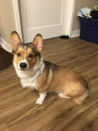 There are three female akc pembroke welsh corgi puppies available. Corgi Puppies For Sale Mn Petfinder