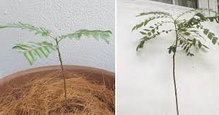 Sediakan tanah dengan komposisi 50% pasir, 50% tanah biasa. 5 Tip Jika Pokok Kari Yang Ditanam Tak Membesar Tak Banyak Daun Vanilla Kismis