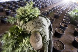 Maybe you would like to learn more about one of these? The Flourishing Business Of Illegal Cannabis News Vvdailypress Com Victorville Ca