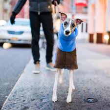 The Dogist On Instagram Pascal Whippet 3 Y O Prince Greene St New York Ny He S Very Affectionate And Highly Ver Whippet Puppy Time Grey Hound Dog