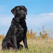 Add a breed to compare. Golden Retriever Vs Labrador Retriever Complete Breed Comparison