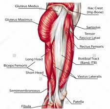 The iliopsoas muscle, which extends from the lower back to upper femur; Upper Thigh Muscle Anatomy