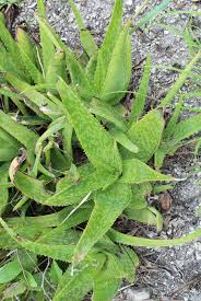 Image result for Aloe cameronii × greatheadii
