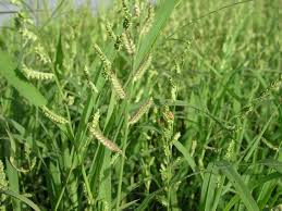 Image result for Echinochloa