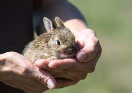 Rabbits need care and love from the owner or owners at an early stage of growth this can be shown in one the best and most recommended pellet feeds is the oxbow animal health. What To Feed A Baby Rabbit Type And Amount Of Food
