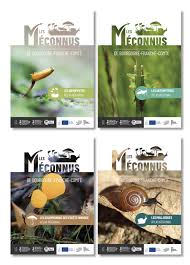 Image result for Mesotype parallelolineata