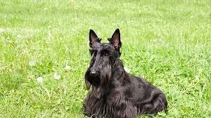 Image result for skotský teriér