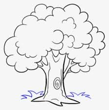 Plants, landscape design, fir tree, succulent, privacy shrub, lawn grass, flowers vector illustrations. How To Draw Trees Drawing Cartoon Sketch Trees Cartoon Black And White Transparent Png 678x600 Free Download On Nicepng