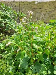 Image result for Fagopyrum esculentum