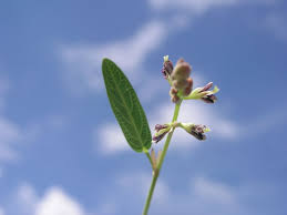 Image result for Alysicarpus rugosus