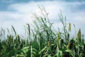 Image result for Rottboellia cochinchinensis