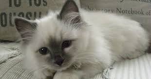 Birman Kittens For Sale Near Me Shabby Chic Inspired Animals Kittens Cutest Cute Cats