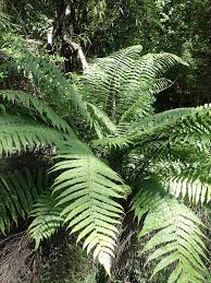 Image result for Pneumatopteris