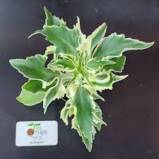 Image result for Kalanchoe laciniata