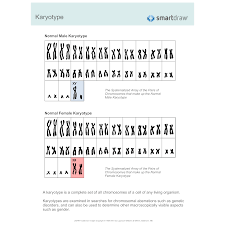 karyotype diagram