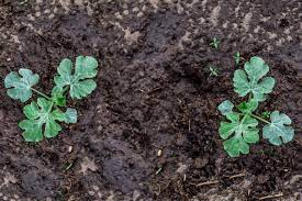 Watermelons are surprisingly easy to grow as long as the plants have plenty of step 3. How To Grow Watermelons