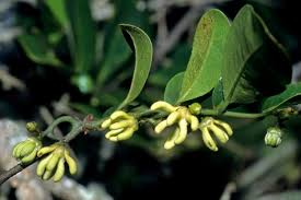 Image result for Artabotrys monteiroae