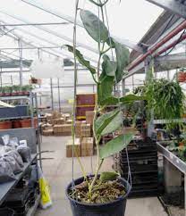 Full sun to partial shade watering: Hoya Macgillivrayi Taiwan Uhlig Kakteen More Than 5 000 Different Species