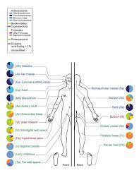 The anatomy and the functioning of the brain differ from one animal to another in a lot of. Human Microbiome Wikipedia
