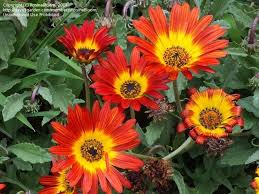 Image result for Arctotis