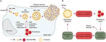 Food items you should look to include in your diet during a chlamydia infection are: Frontiers Chlamydia Persistence A Survival Strategy To Evade Antimicrobial Effects In Vitro And In Vivo Microbiology