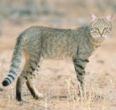 The ancestor of all domestic catsmeet the african wildcat (felis silvestris lybica), also called near eastern wildcat. Big Cat Pictures African Wild Cat Wild Cats Wild Cat Species