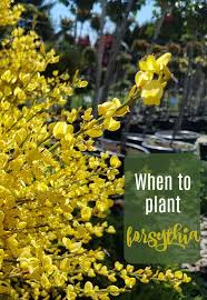 Planting Forsythia When And How To Plant A Forsythia Shrub In 2020 Plants Perennial Bushes Forsythia
