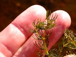 Image result for Ceratophyllaceae