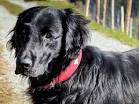Dare Kennel