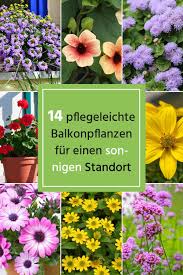 14 Pflegeleichte Balkonpflanzen Fur Einen Sonnigen Standort In 2020 Balkon Pflanzen Pflegeleicht Pflanzen Balkon Pflanzen