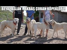 New Akbas Coban Kopegi Kangal Coban Kopegi