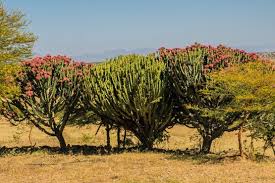 Image result for Exotheca abyssinica