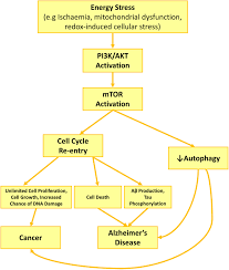 But when there is a change in our dna or damage to it, a gene can mutate. Frontiers Alzheimer S Disease And Cancer When Two Monsters Cannot Be Together Neuroscience