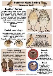 Quail Hatch Along Backyard Chickens Learn How To Raise Chickens Quail Raising Quail Quail Coop