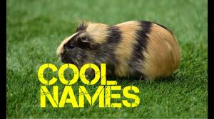 It will be easier for you and all the time you spent on our list will not be wasted! Male Guinea Pig Names Beginning With T Youtube Youtube