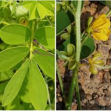 Image result for Senna tora