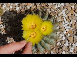 Cactus flower florists is committed to creating beautiful flower arrangements and floral gifts for any occasion. How To Pollinate A Cactus Flower And Watching Them Bloom Youtube