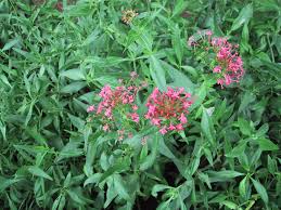 Image result for Centranthus