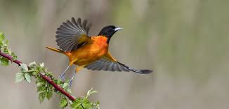 Gli uccelli non sono aggressivi, signorina, sono il simbolo della gentilezza. Birdwatching Osservare Gli Uccelli Per Un Nuovo Punto Di Vista E Per Fare Pace Con Il Mondo Ohga
