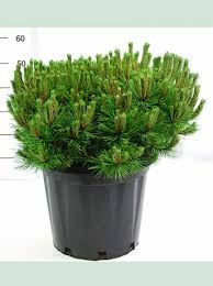 We did not find results for: Pinus Thunbergii Thunderhead Japanische Schwarzkiefer Thunderhead