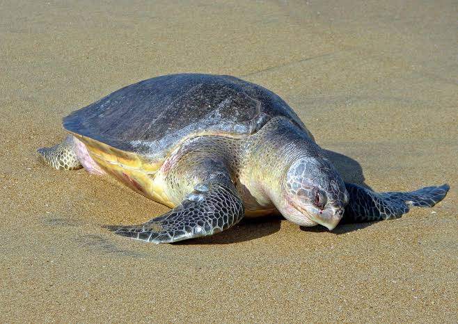 Mga resulta ng larawan para sa Olive Ridley sea turtle"