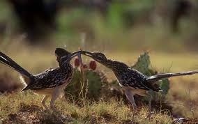 Birds Of West Texas Photos Roadrunners With Lizard In West Texas Texas Animals Weird Animals Animal Experiences