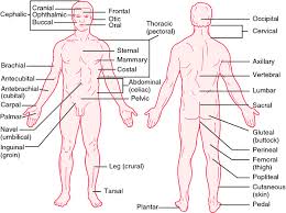 Dorsal Recumbent Position Medical Dictionary Basic Anatomy And Physiology Human Body Anatomy