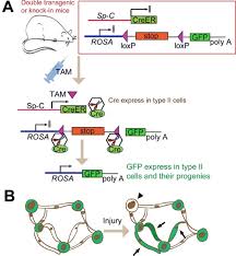 We did not find results for: Type Ii Cells As Progenitors In Alveolar Repair Springerlink