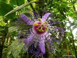 Image result for Passifloraceae