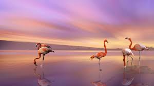 Wallpapercave is an online community of desktop wallpapers enthusiasts. Flamingo 4k Wallpaper Kolpaper Awesome Free Hd Wallpapers